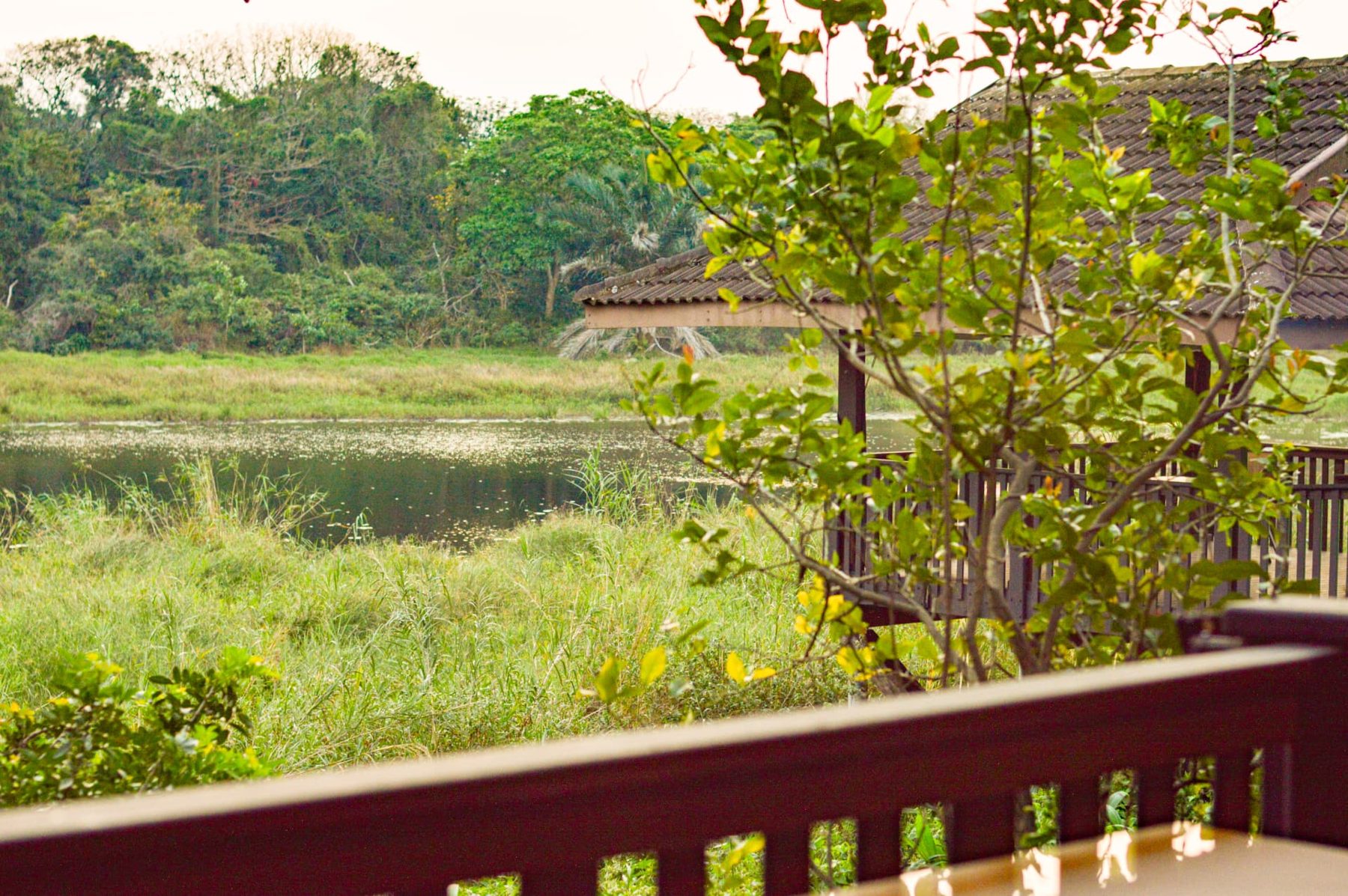 Restaurant deck overlooking the reed-fringed wetland